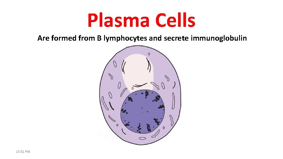 Plasma Cells Are formed from B lymphocytes and secrete immunoglobulin 10: 51 PM 