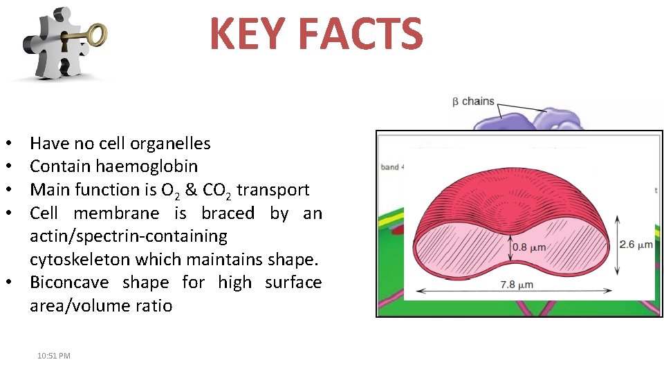 KEY FACTS Have no cell organelles Contain haemoglobin Main function is O 2 &