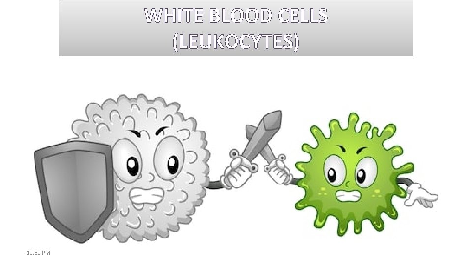 WHITE BLOOD CELLS (LEUKOCYTES) 10: 51 PM 