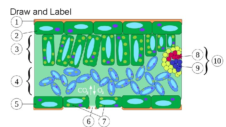 Draw and Label 