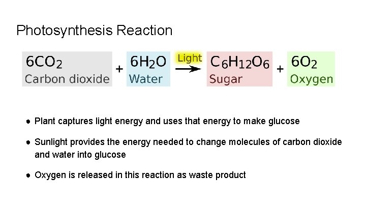 Photosynthesis Reaction ● Plant captures light energy and uses that energy to make glucose