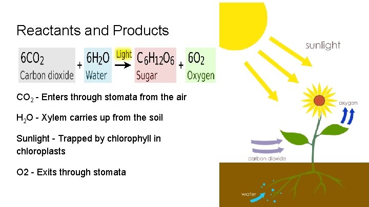 Reactants and Products CO 2 - Enters through stomata from the air H 2