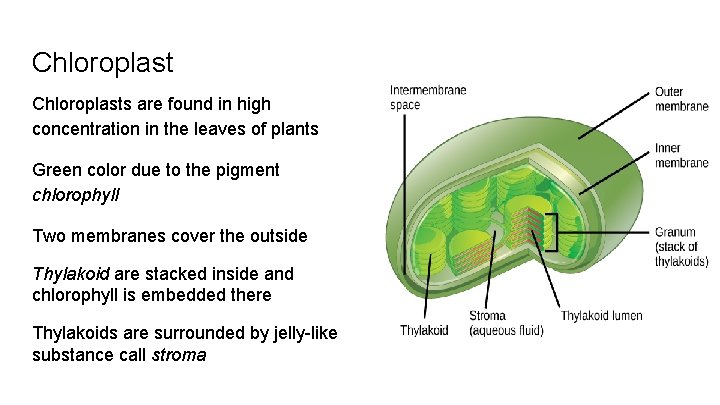 Chloroplasts are found in high concentration in the leaves of plants Green color due