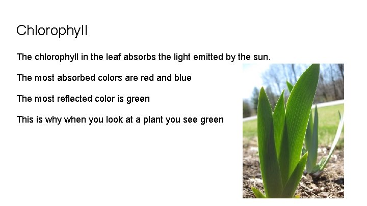 Chlorophyll The chlorophyll in the leaf absorbs the light emitted by the sun. The