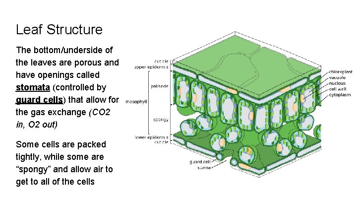 Leaf Structure The bottom/underside of the leaves are porous and have openings called stomata