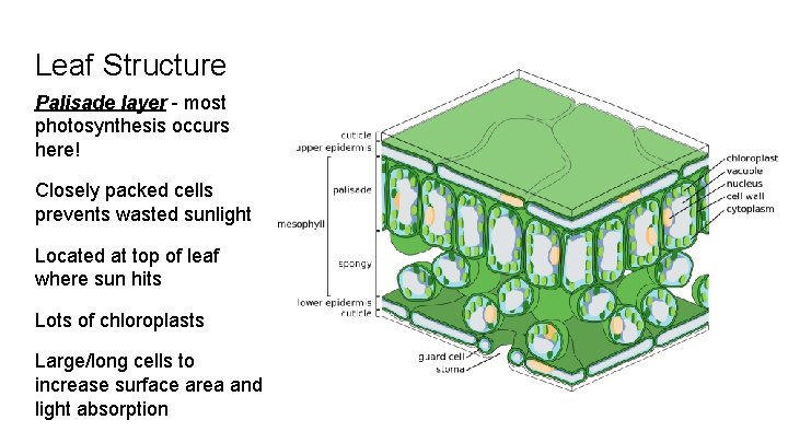 Leaf Structure Palisade layer - most photosynthesis occurs here! Closely packed cells prevents wasted
