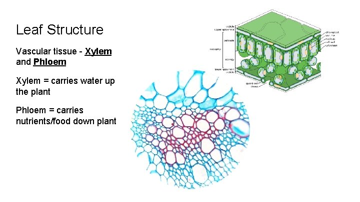 Leaf Structure Vascular tissue - Xylem and Phloem Xylem = carries water up the