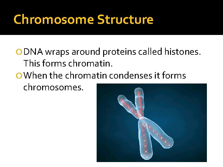 Chromosome Structure DNA wraps around proteins called histones. This forms chromatin. When the chromatin