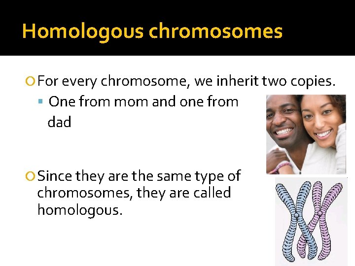 Homologous chromosomes For every chromosome, we inherit two copies. One from mom and one