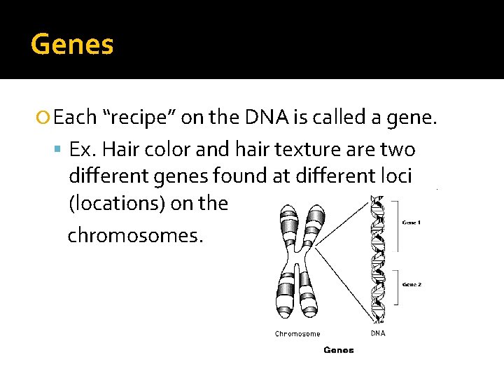 Genes Each “recipe” on the DNA is called a gene. Ex. Hair color and