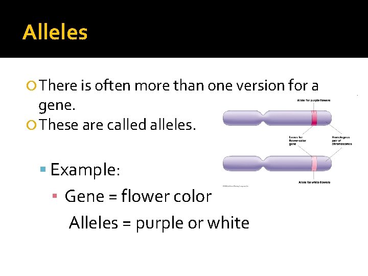 Alleles There is often more than one version for a gene. These are called