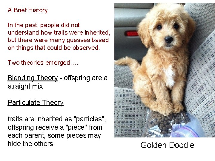 A Brief History In the past, people did not understand how traits were inherited,