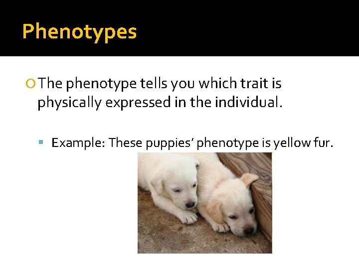 Phenotypes The phenotype tells you which trait is physically expressed in the individual. Example:
