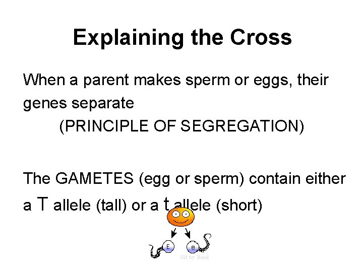 Explaining the Cross When a parent makes sperm or eggs, their genes separate (PRINCIPLE