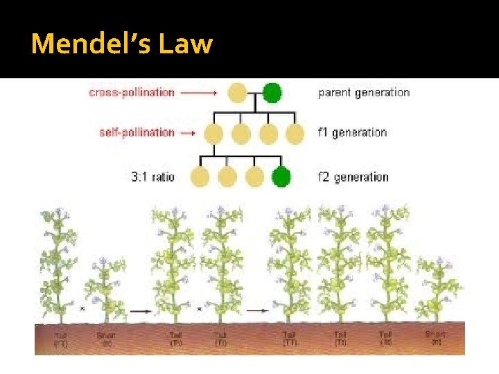 Mendel’s Law 