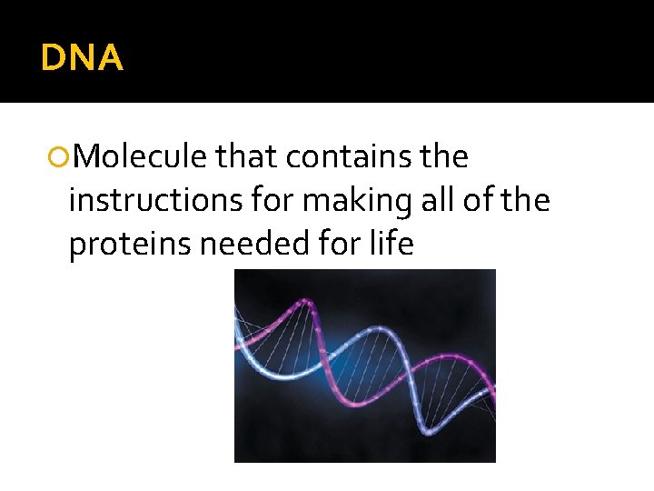 DNA Molecule that contains the instructions for making all of the proteins needed for