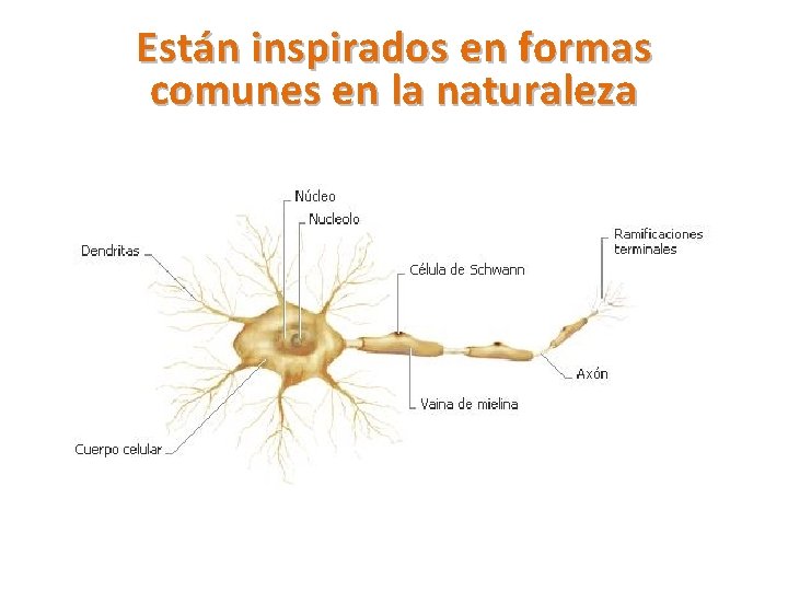 Están inspirados en formas comunes en la naturaleza 