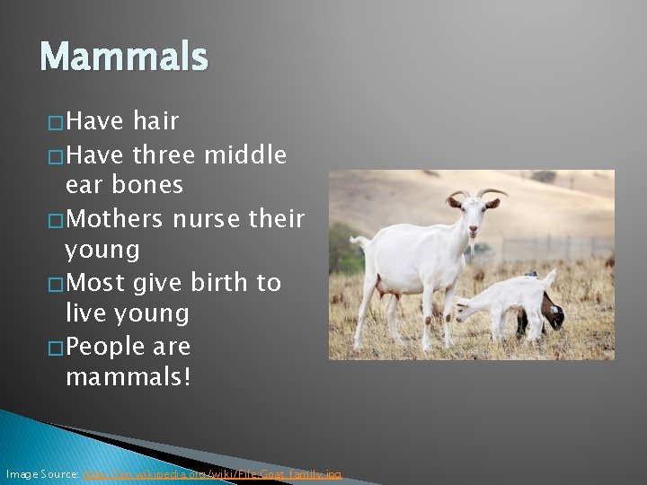 Vertebrates By Ariel Wilson Mammals Have hair Have