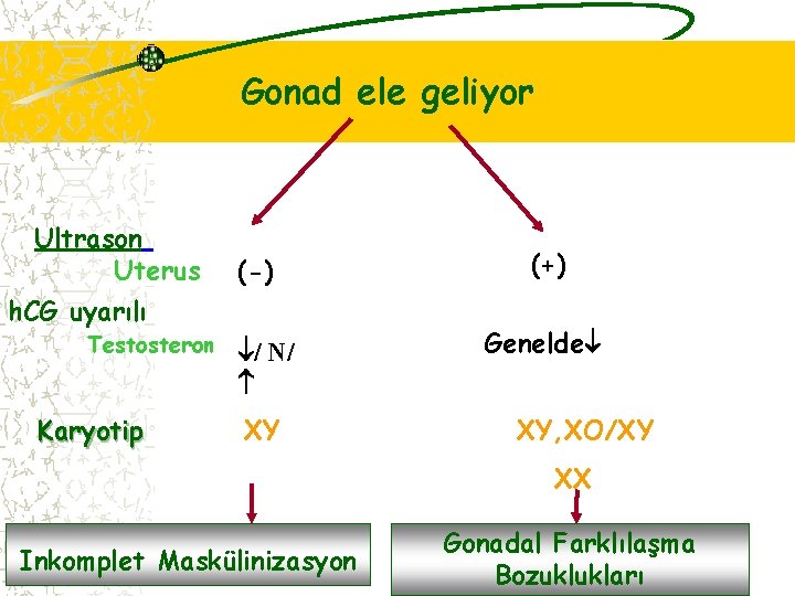 Gonad ele geliyor Ultrason Uterus (-) h. CG uyarılı Testosteron Karyotip / N/ XY