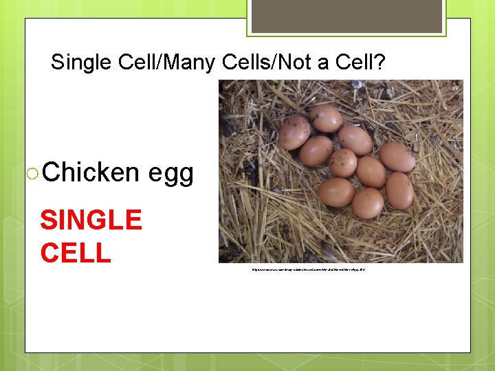 Single Cell/Many Cells/Not a Cell? ○Chicken egg SINGLE CELL http: //www. forumazur. com/images/stories/House. Garden/Animals/Chicken.