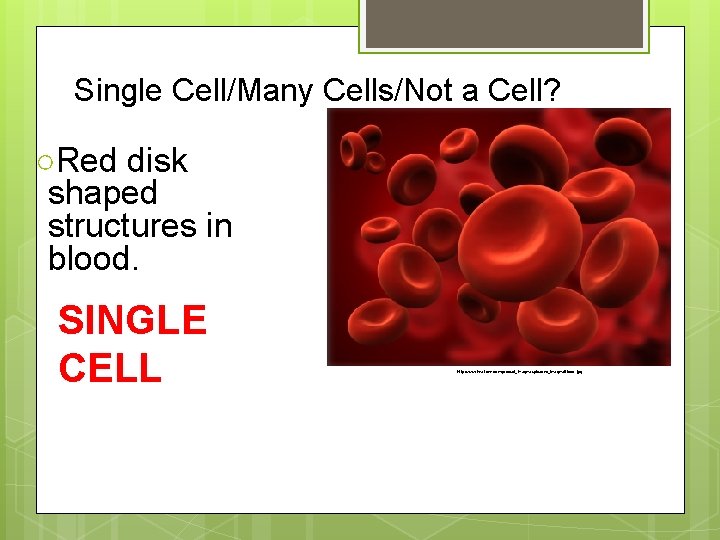 Single Cell/Many Cells/Not a Cell? ○Red disk shaped structures in blood. SINGLE CELL http: