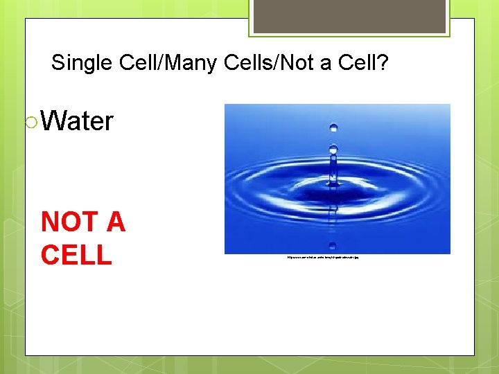 Single Cell/Many Cells/Not a Cell? ○Water NOT A CELL http: //www. admc. hct. ac.