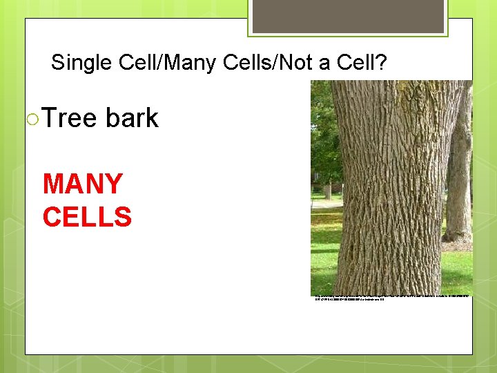 Single Cell/Many Cells/Not a Cell? ○Tree bark MANY CELLS http: //www. bing. com/images/search? q=tree+bark&qpvt=tree+bark&FORM=IGRE&adlt=strict#view=detail&id=8186