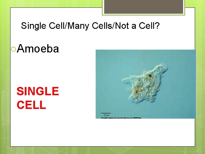 Single Cell/Many Cells/Not a Cell? ○Amoeba SINGLE CELL http: //dpgitr 7 uxxopj. cloudfront. net/wp-content/uploads/amoeba-2695978355.