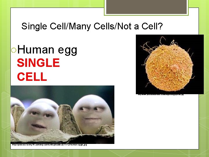 Single Cell/Many Cells/Not a Cell? ○Human egg SINGLE CELL http: //www. paranormalstories. com/images/bieggsperm 2.