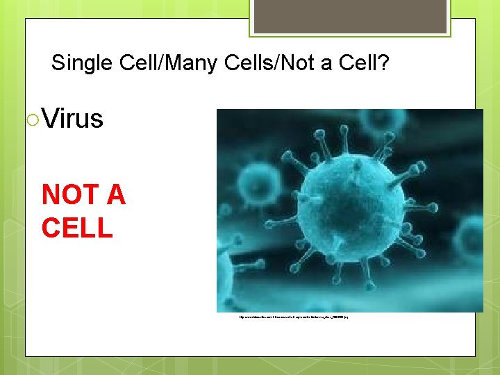 Single Cell/Many Cells/Not a Cell? ○Virus NOT A CELL http: //www. bioquellus. com/interface/assets/images/content/Influenza_virus_2008765. jpg