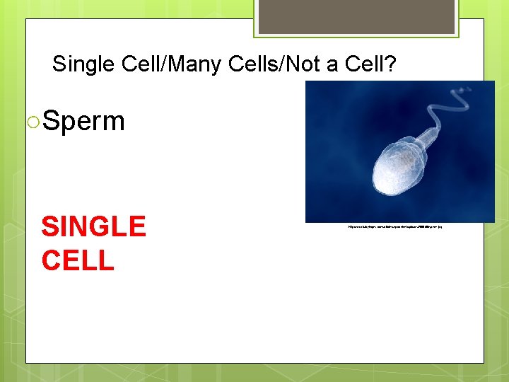 Single Cell/Many Cells/Not a Cell? ○Sperm SINGLE CELL http: //www. babyhopes. com/articles/wp-content/uploads/2008/08/sperm. jpg 