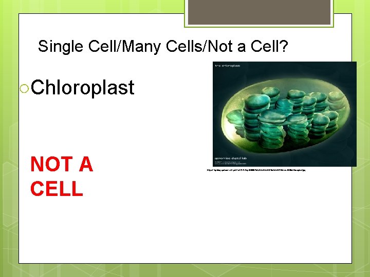 Single Cell/Many Cells/Not a Cell? ○Chloroplast NOT A CELL http: //4. bp. blogspot. com/-GLp.