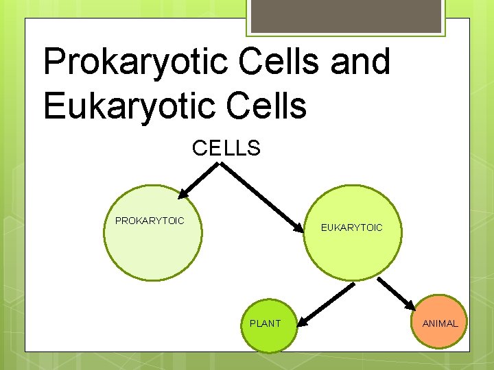 Prokaryotic Cells and Eukaryotic Cells CELLS PROKARYTOIC EUKARYTOIC PLANT ANIMAL 