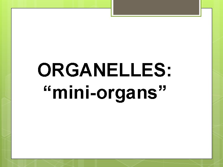 ORGANELLES: “mini-organs” 