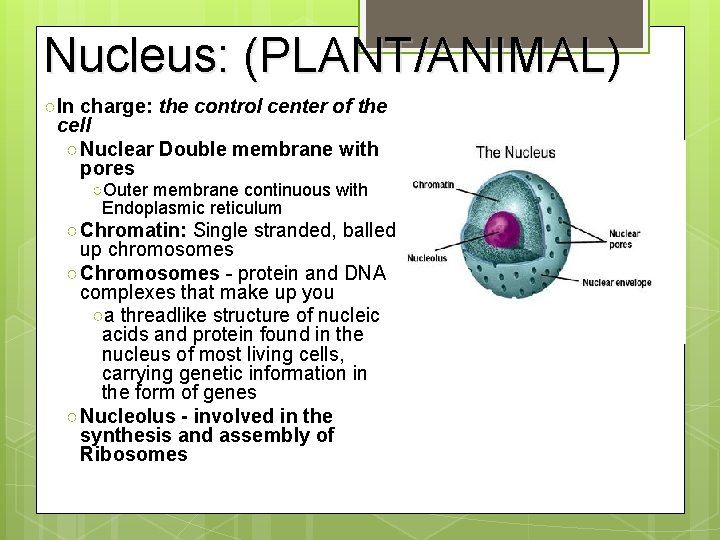 Nucleus: (PLANT/ANIMAL) ○In charge: the control center of the cell ○ Nuclear Double membrane