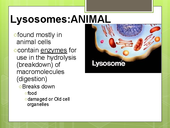 Lysosomes: ANIMAL ○found mostly in animal cells ○contain enzymes for use in the hydrolysis