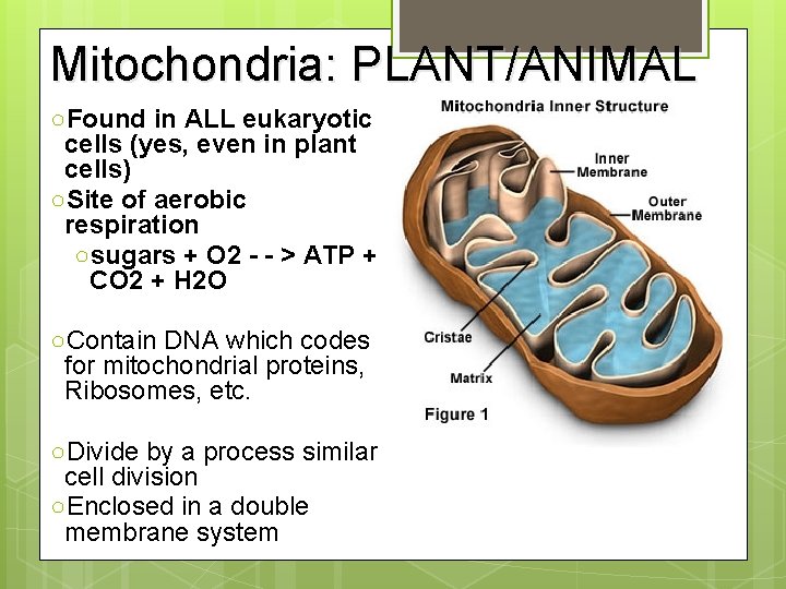 Mitochondria: PLANT/ANIMAL ○Found in ALL eukaryotic cells (yes, even in plant cells) ○Site of