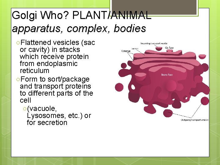 Golgi Who? PLANT/ANIMAL apparatus, complex, bodies ○Flattened vesicles (sac or cavity) in stacks which