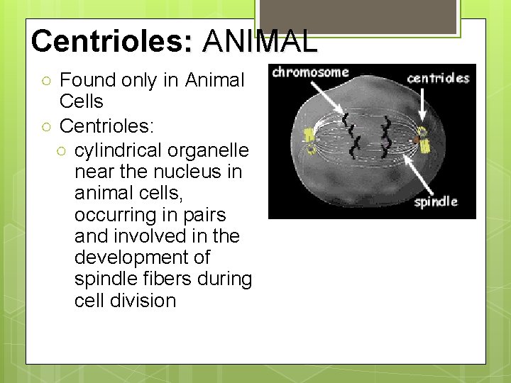 Centrioles: ANIMAL ○ Found only in Animal Cells ○ Centrioles: ○ cylindrical organelle near