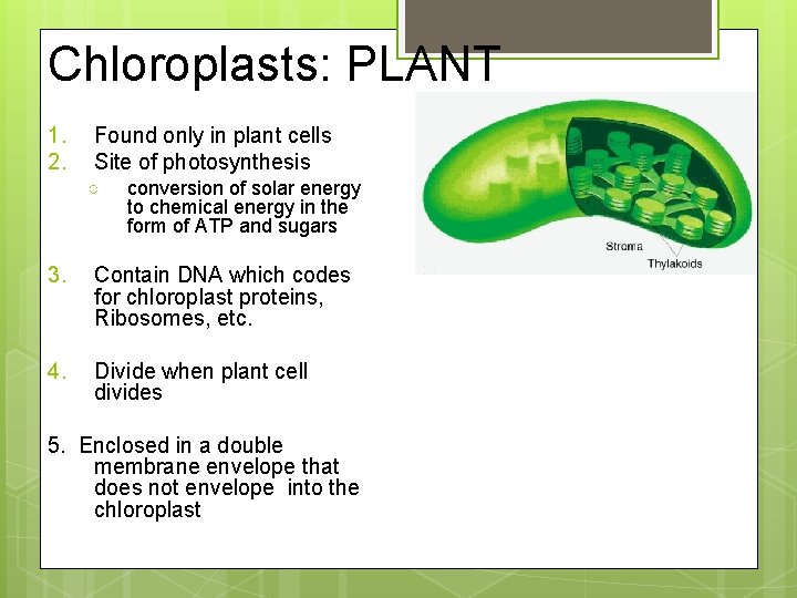 Chloroplasts: PLANT 1. 2. Found only in plant cells Site of photosynthesis ○ conversion