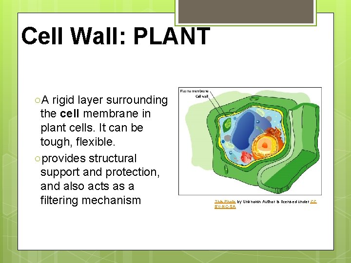 Cell Wall: PLANT ○A rigid layer surrounding the cell membrane in plant cells. It