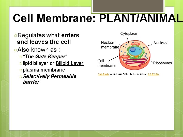 Cell Membrane: PLANT/ANIMAL ○Regulates what enters and leaves the cell ○Also known as :