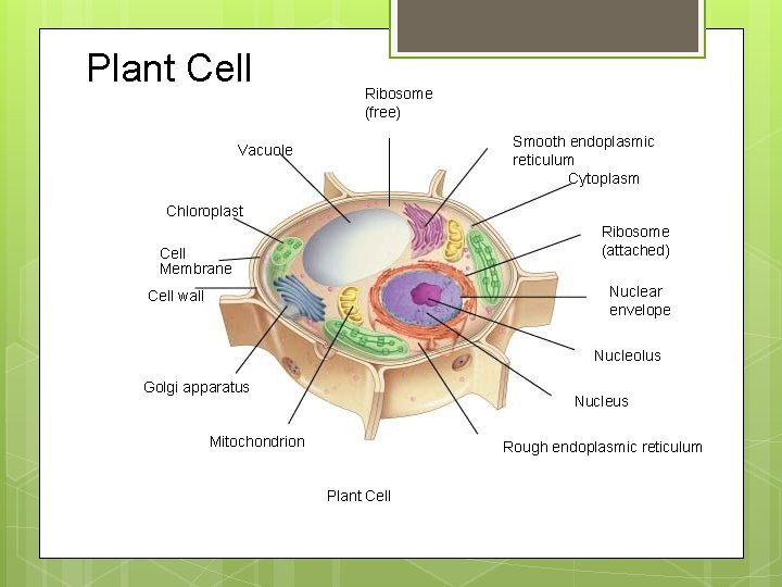 Plant Cell Ribosome (free) Smooth endoplasmic reticulum Cytoplasm Vacuole Chloroplast Ribosome (attached) Cell Membrane