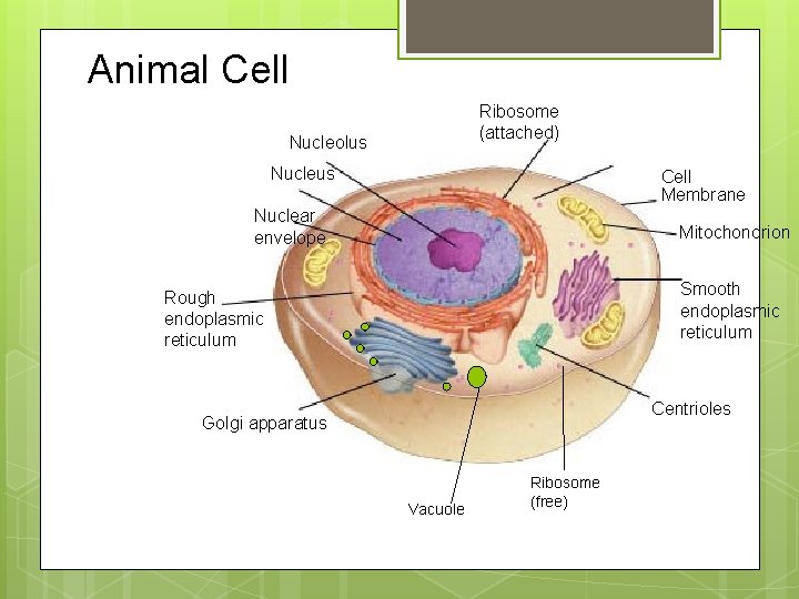 Animal Cell Ribosome (attached) Nucleolus Nucleus Cell Membrane Nuclear envelope Mitochondrion Smooth endoplasmic reticulum