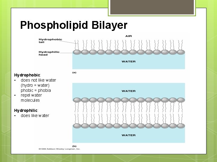 Phospholipid Bilayer Hydrophobic: • does not like water (hydro = water) phobic = phobia