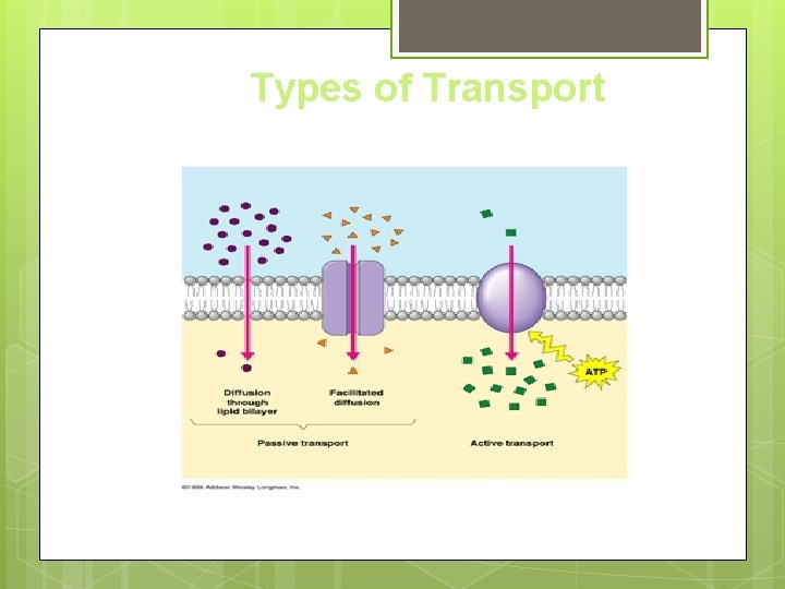 Types of Transport 