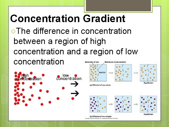 Concentration Gradient ○The difference in concentration between a region of high concentration and a