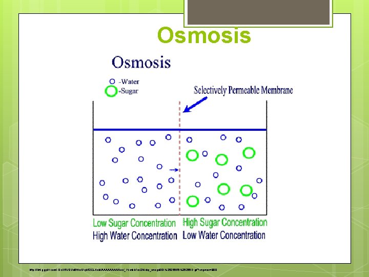 Osmosis http: //lh 4. ggpht. com/-Oc. UBVOUa 6 Wo/Uqh. B 2 ZLKab. I/AAAAAos/_Ysmkb. Tzx