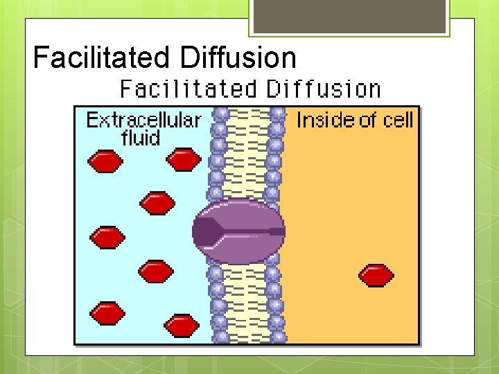 Facilitated Diffusion 