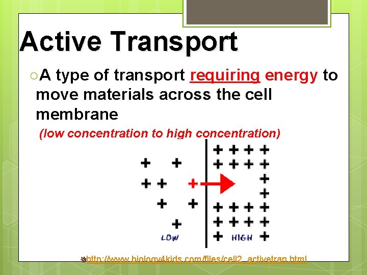 Active Transport ○A type of transport requiring energy to move materials across the cell